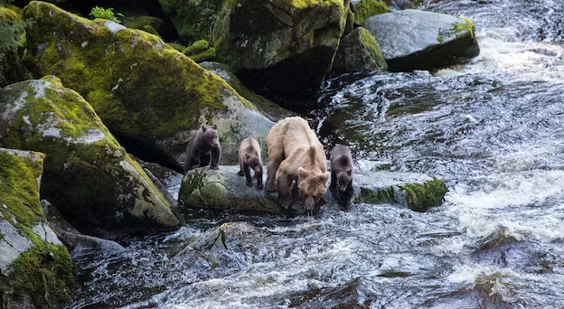 The 10 Most Breathtaking Alaskan Cruise Excursions