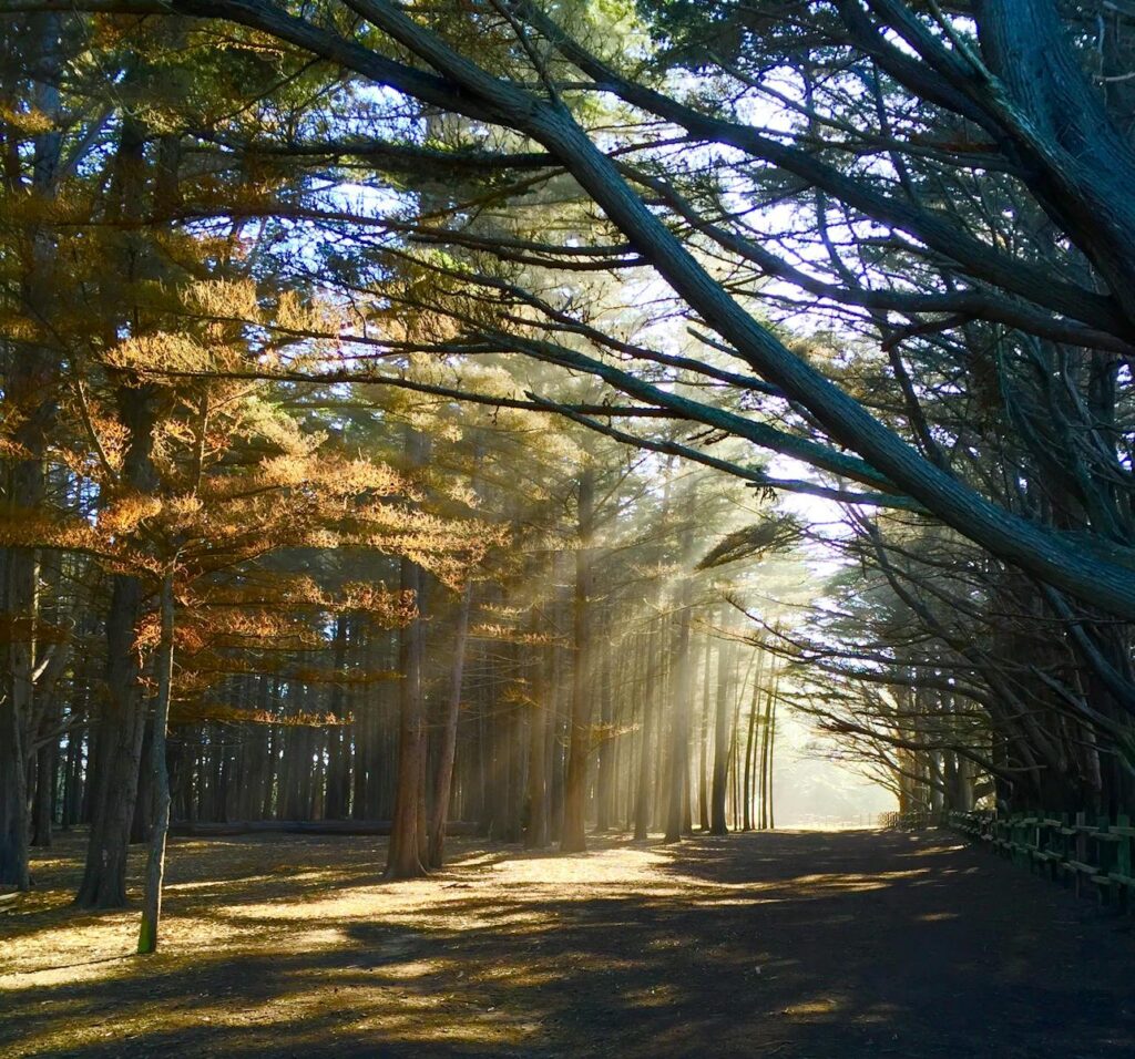 Photo of Crepuscular Rays Through Trees