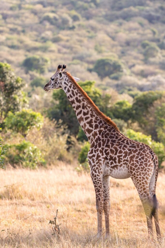 Full length wild tall giraffe standing on sunny grassy lawn in zoological park