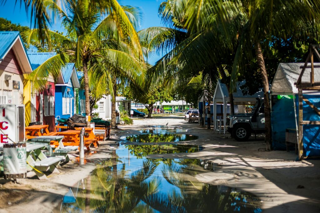 a street lined with palm trees and parked cars