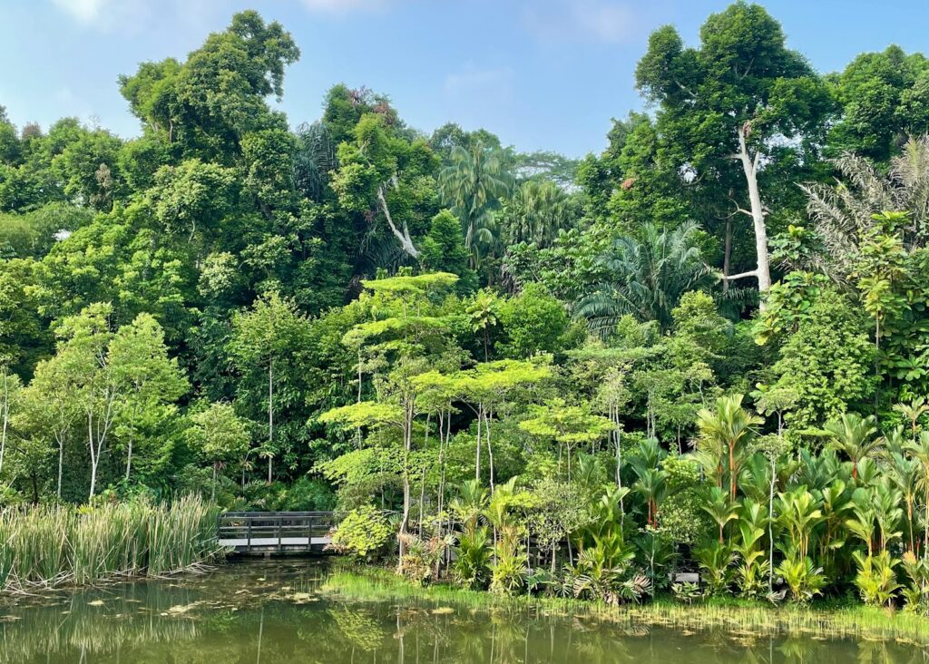 a body of water surrounded by lush green trees