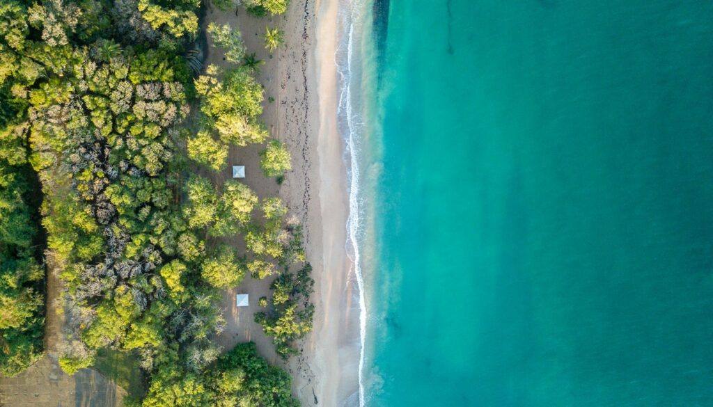 aerial view of trees near ocean