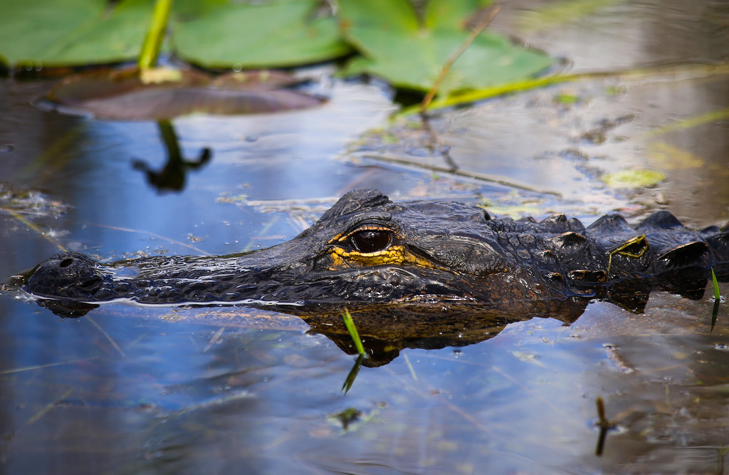 Everglades National Park