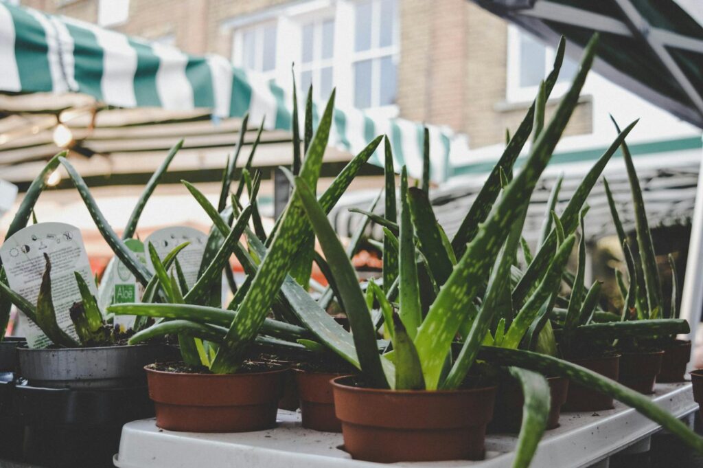 Green Aloe Vera Plants -  Aloe Vera Factory and Museum. - things to do in Aruba on a cruise
