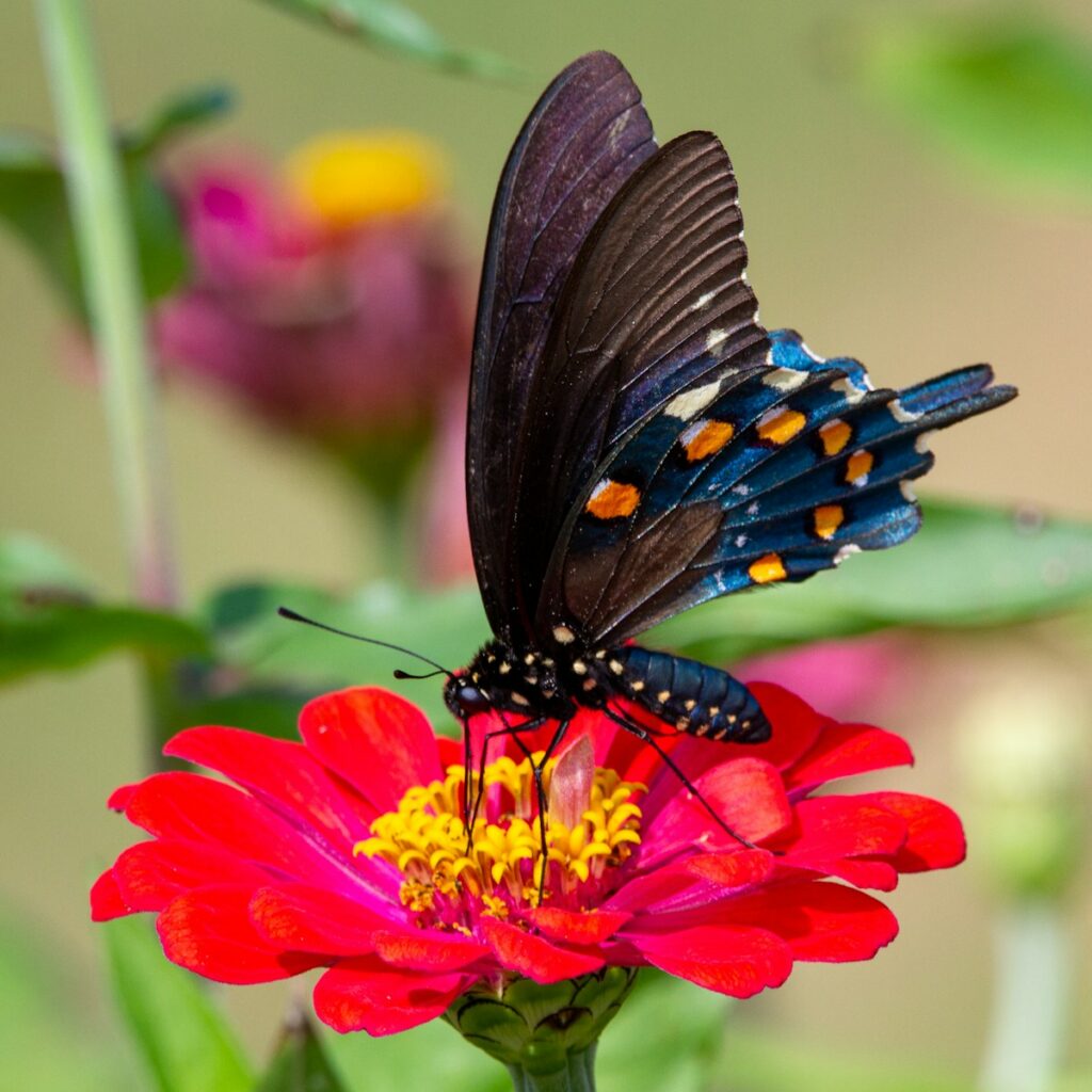 black and blue butterfly on red flower - Butterfly Farm - things to do in Aruba on a cruise