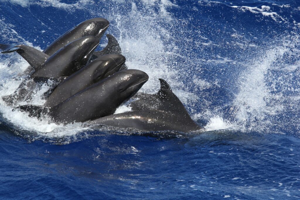 shallow focus photo of dolphins - what to do on an Alaskan cruise