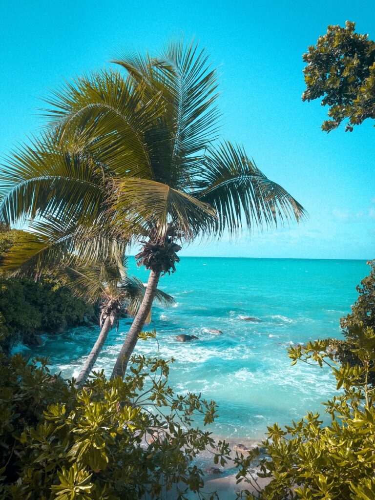 a view of a beach with a palm tree in the foreground - Seychelles