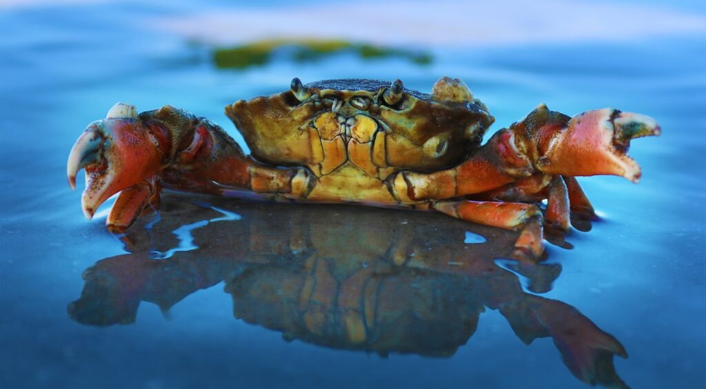 orange crab on body of water - go crabbing -  What to do on an Alaskan Cruise