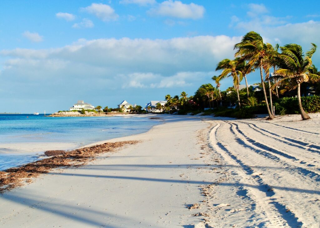 green palm tree on white sand beach during daytime -  The Bahamas