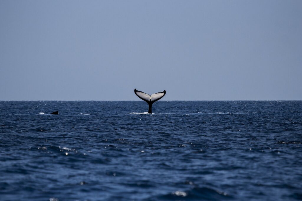 Cabo San Lucas Port Excursions - Whale Watching